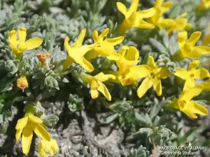 Lanslebourg-Mont-Cenis - Vitaliana Androsace en el paso Petit Mont-Cenis (© J.E)