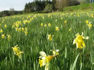 Fleurs de printemps