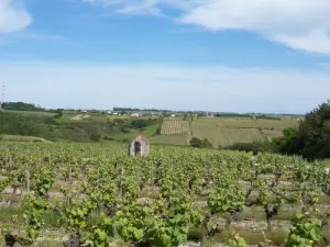 Saint-Aubin-de-Luigné - Coteaux du Layon Vineyards