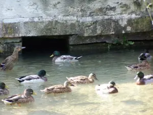 Chambon-sur-Cisse - Ducks of Bury hamlet wash