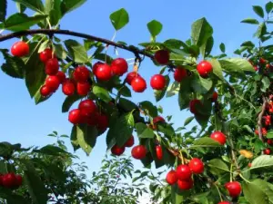 The queen of cherries to start the season in spring