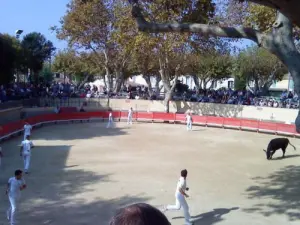 Vallabrègues arenas - Camargue races, bullfighting games
