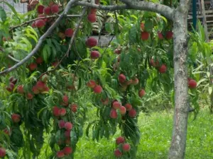 At Vallabrègues, summer fruit is king: peach