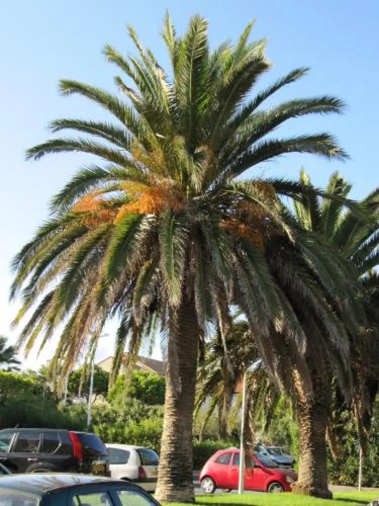 Valras-Plage - Parking with palm trees