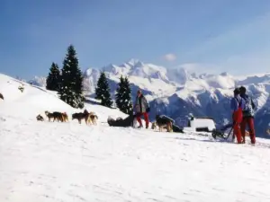 Walking dog sledding