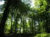 Verneuil-en-Halatte - The Halatte forest