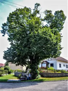 Tiglio secolare, davanti alla chiesa (© JE)