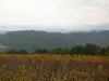 Couleurs d'automne dans les vignes de Vernon