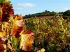 Les vignes en automne