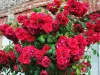 red roses