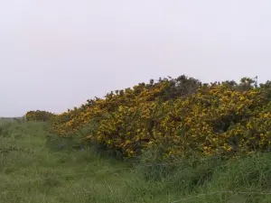 Gouberville - Lande d'ajoncs