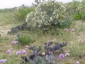 Gouberville - Choux marins sur la grève