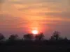 Gouberville - zonsondergang op tamarisk