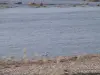 Gouberville - Seagull op het zand