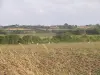 Gouberville - Seagulls on plowing with marshes and the bottom Roville