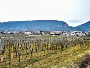 Voegtlinshoffen, gesehen von der Straße nach Obermorschwihr (© JE)