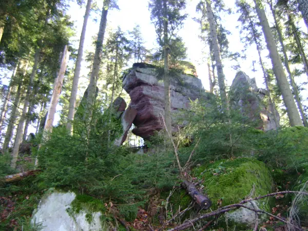 Forest of Abreschviller - Natural site in Walscheid