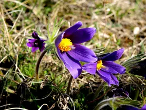 Anemonen PASQUE bei Strangen (© J.E)