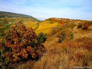 Die Strangen, Herbst