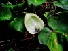 Calla palustris, flore, rare, du lac (© J.E)