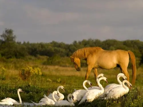 Il Festival degli Uccelli e della Natura - Evento a Abbeville