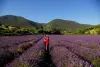 campo de lavanda