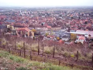 Obernai Vineyard (© Jean Espirat)