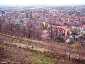 Obernai Vineyard (© Jean Espirat)