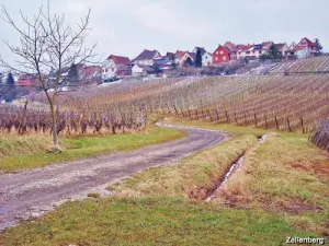 Zellenberg Vineyard (© Jean Espirat)