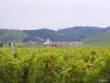 Vignoble de Katzenthal (© Jean Espirat)