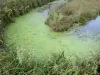 Венде Бретон болото - Малый водный путь и тростник