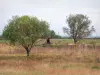Венде Бретон болото - Деревья и лошадь в высокой траве луг
