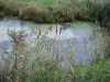 Венде Бретон болото - Тростник и трава на краю воды