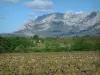 Гора Сент-Виктуар - Виноградник, лес и гора Сент-Виктуар