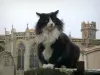 Каркассон - Кошка позирует перед базиликой Сен-Назер