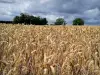 Овер-сюр-Уаз - Пшеничное поле
