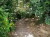 Овер-сюр-Уаз - Усаженная деревьями лестница