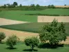 Пейзажи Арденн - Чередование лугов и полей, фруктовые деревья на переднем плане