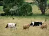 Пейзажи Верхней Марны - Коровы на пастбище