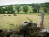 Пейзажи Верхней Марны - Забор пастбища, стадо коров и деревьев