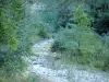 Пейзажи Дром - Ущелья де Гат: деревья на краю воды