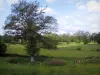 Пейзажи Лимузена - Полевые цветы на лугу, пастбища и деревья, в Нижнем Марке
