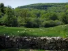 Пейзажи Лимузена - Каменная стена, овцы на лугу и деревья (лес)