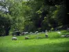 Пейзажи Лимузена - Овцы на лугу и деревьях, в Бас-Марке