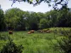 Пейзажи Лимузена - Лимузенские коровы на лугу, кустарники и деревья