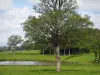 Пейзажи Лимузена - Луга, пруд и деревья в Бас-Марке