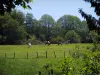 Пейзажи Лимузена - Ветки на переднем плане, коровы на лугу и деревья