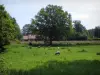 Пейзажи Лимузена - Овцы на лугу, дом и деревья