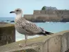 Прибрежные пейзажи Бретани - Изумрудный берег: чайка, море и национальный форт (бастион) на заднем плане в Сен-Мало