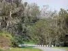 Тамаринская лесная дорога - Гид по туризму, отдыху и проведению выходных в департам Реюньон